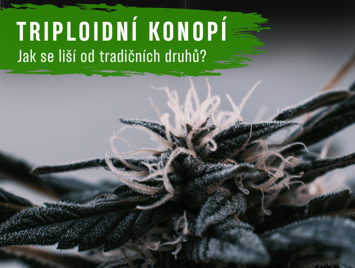 Co je triploidní konopí a jak se liší od tradičních druhů?
